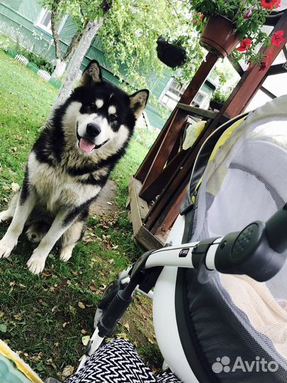 Аляскинский маламут