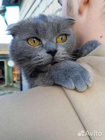 Вислоухая кошечка