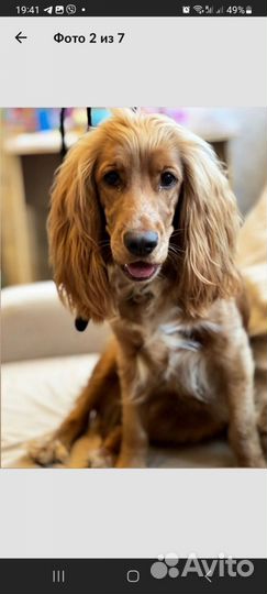 Английский Кокер Спаниель щенки