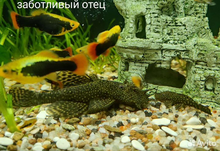 Сомик анциструс. Пецилии. Гуппи
