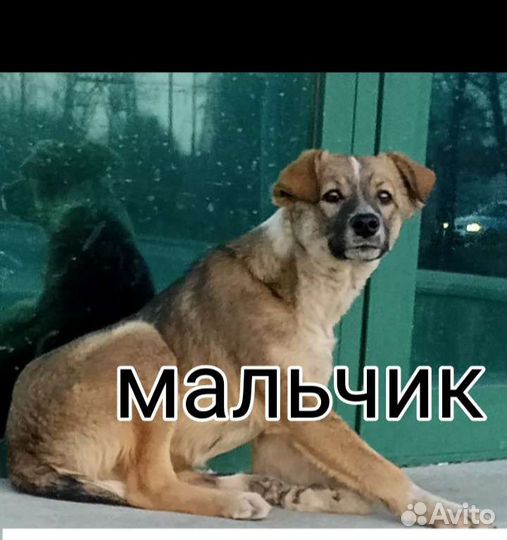 Щегки собачки