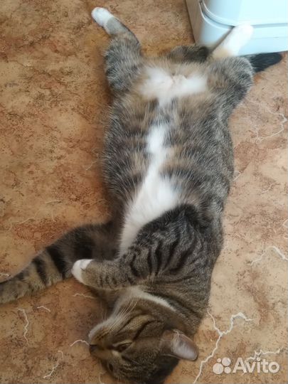 Отдам кота в добрые руки