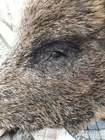 Дикий кабан