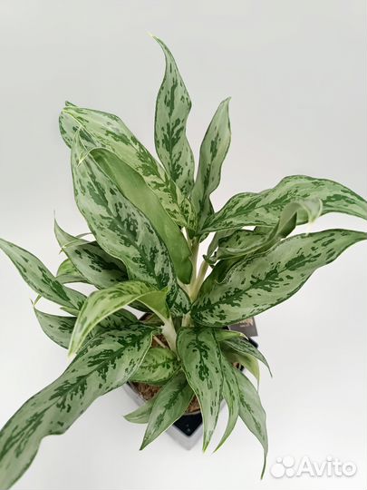 Аглонема (Aglaonema Greyhound)