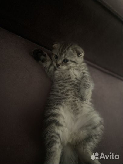 Шотландская вислоухая