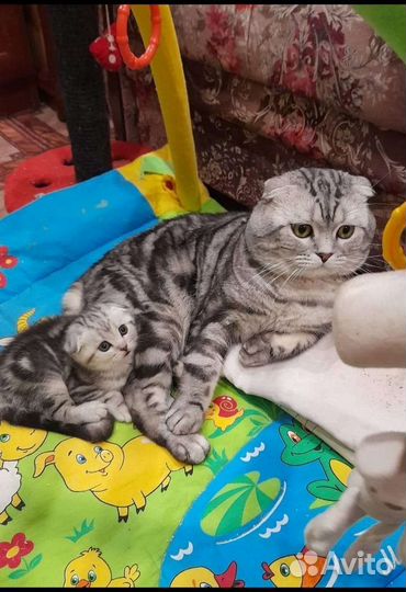 Шотландские Котята Табби