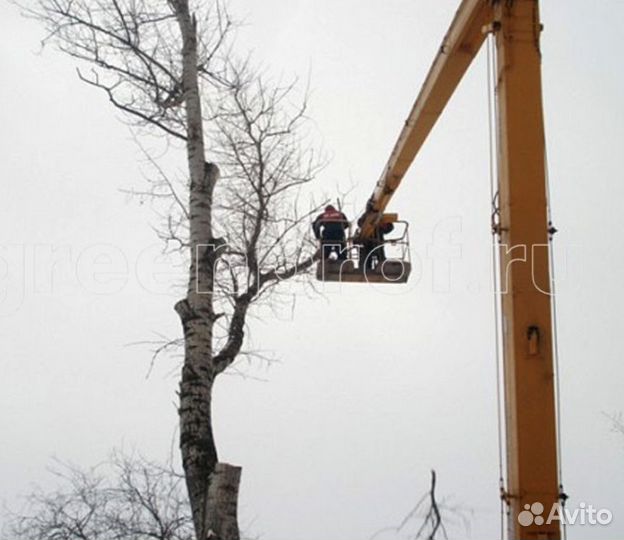 Спил деревьев