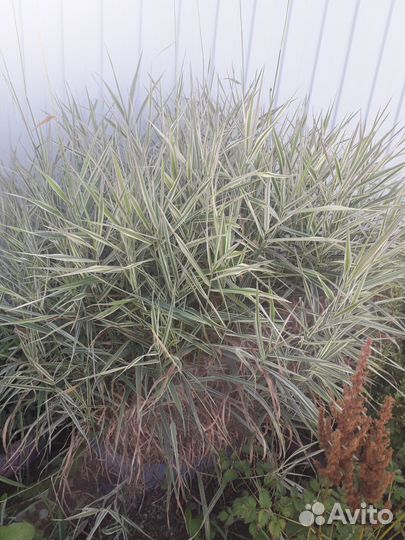 Цветы многолетки