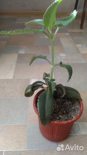 Комнатный цветы Каланхое