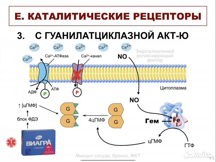 Репетитор по биохимии