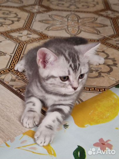 Шотландские котики серые