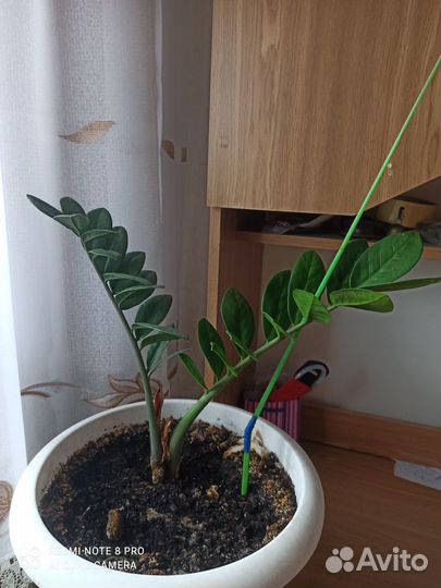 Замиокулькас