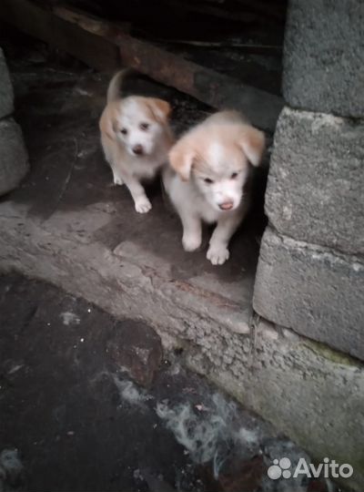 Щенки