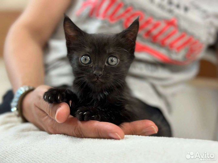 Черный котенок