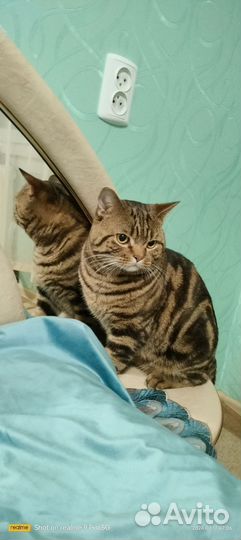 Шотландский кот вязка