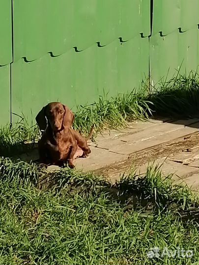 Кроличья такса