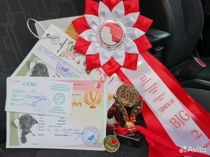 Бостон терьер вязка