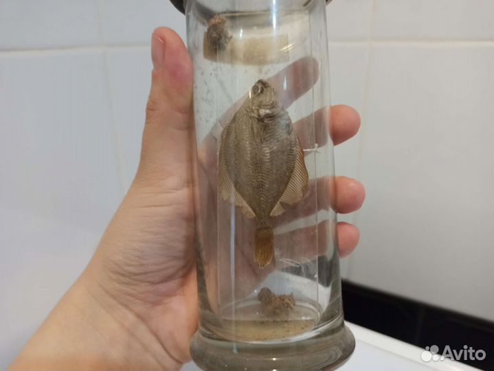 Камбала экспонат