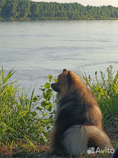 Немецкий шпиц вязка
