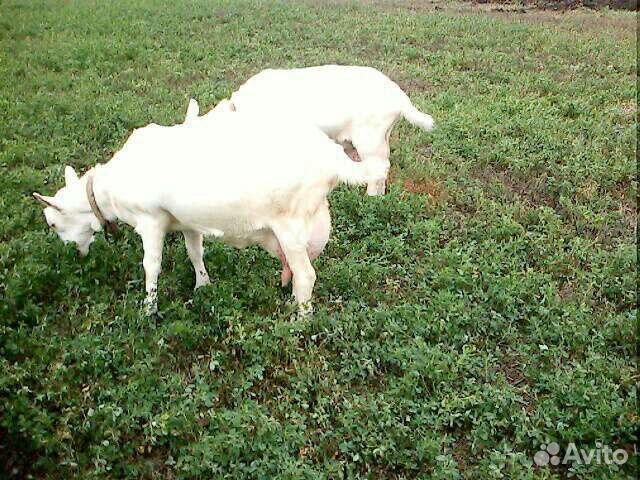 Высокопродуктивная коза