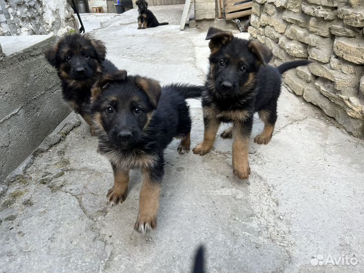 Щенки немецкой овчарки