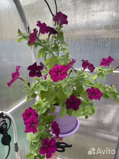 Рассада петунии, астры, бархатцев, георгины