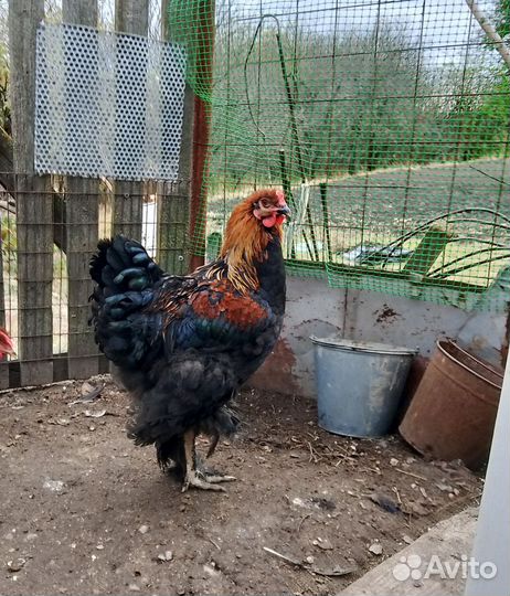 Петух брама