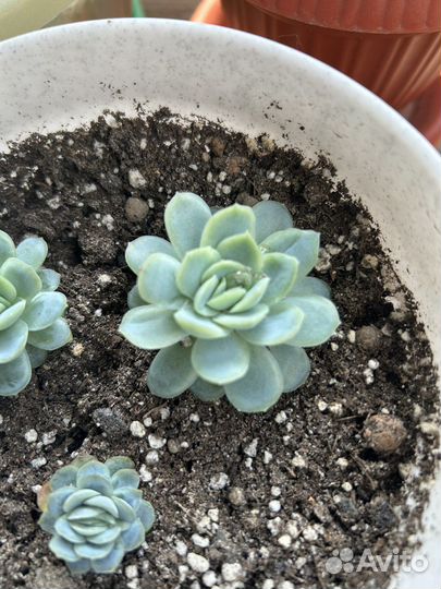 Кактусы и суккуленты