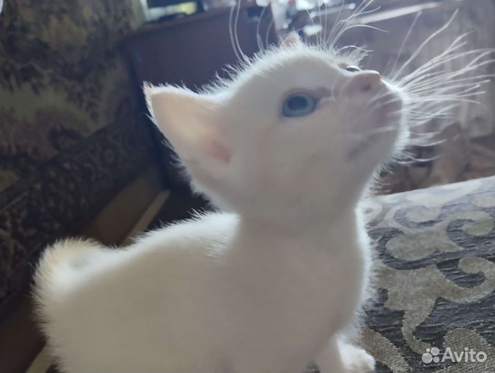Британская коротко шерстная кошка