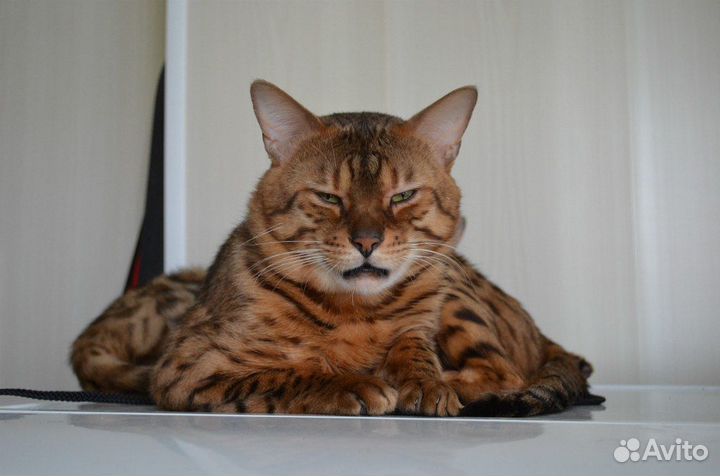 Бенгальские котята