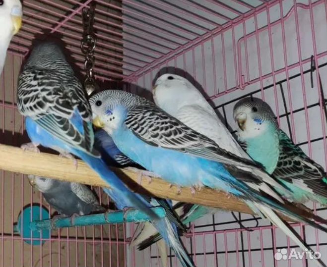 Птенцы волнистый попугай