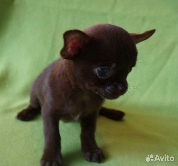 Шоколадный малыш