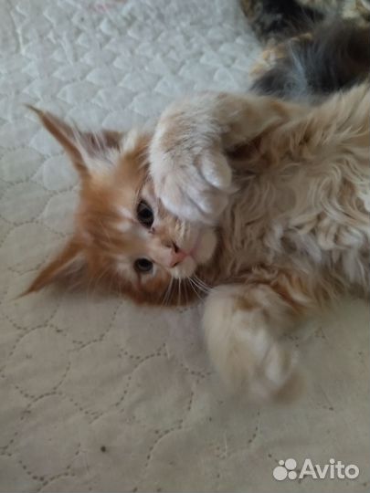 Котята мейн-кун