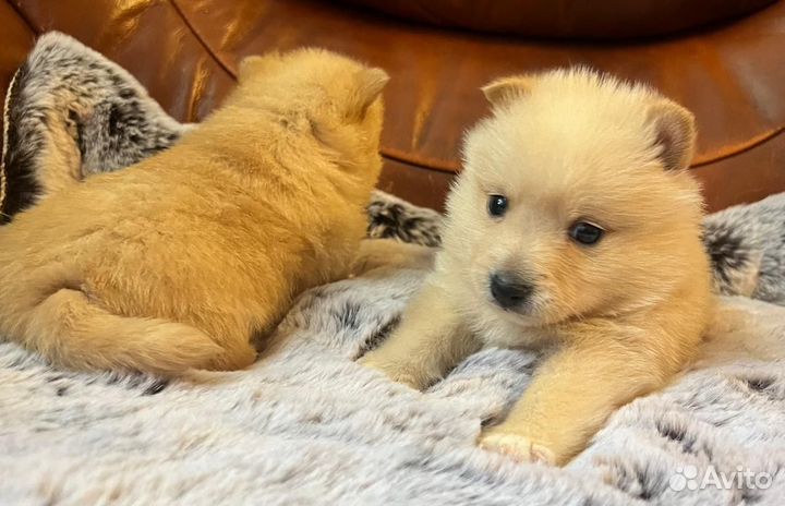 Шикарные девочки Шипперке