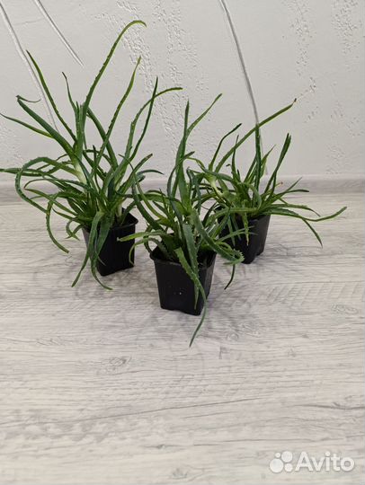 Алоэ столетник