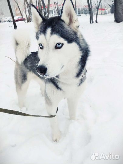 Вязка хаски