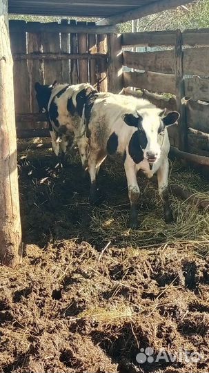 Корова дойная с теленком