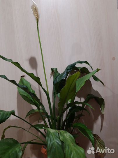 Спатифиллум