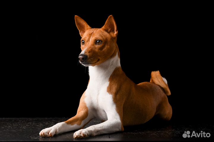 Басенджи вязка