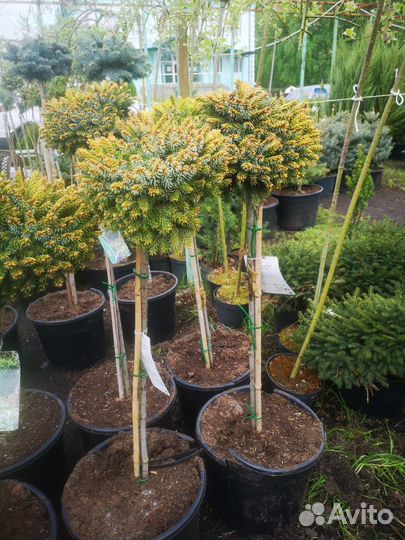 Ель Omorika Peve Tijn на штамбе 1-1,2