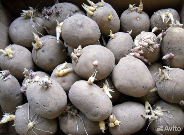 Семенной картофель