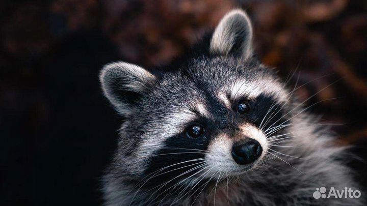 Передержка животных на время отпуска или выходных