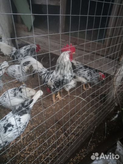 Инкубационное яйцо породных кур