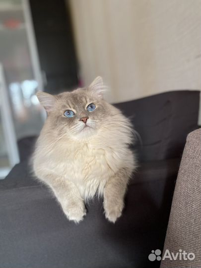 Невский маскарадный кот вязка