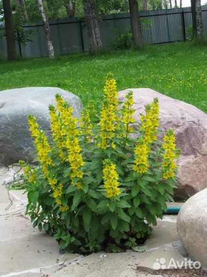 Фиалка садовая белая. Вербейники. Многолетники