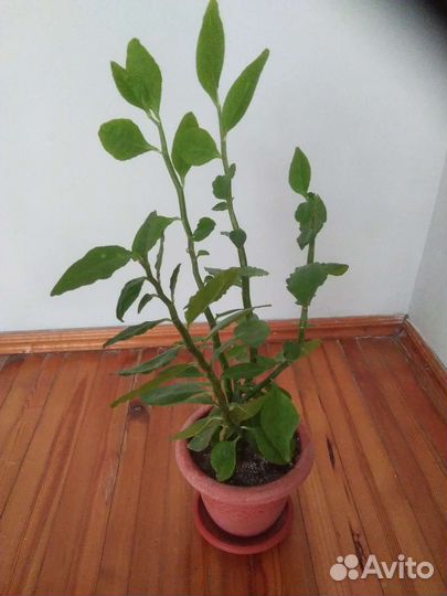 Комнатные растения