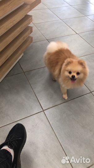 Случка шпиц