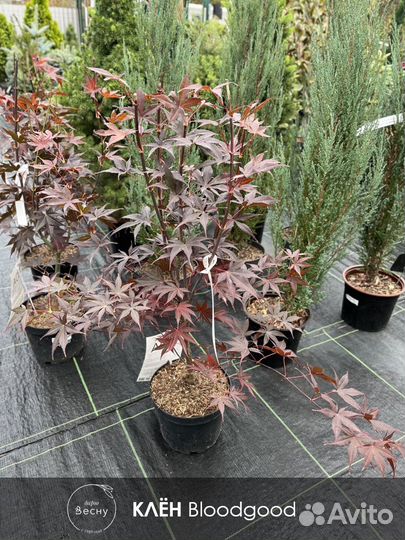 Клён японский