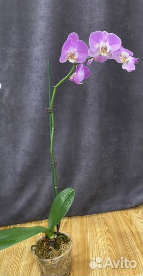 Орхидея фаленопсис