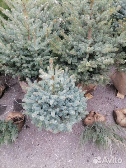 Саженцы хвойных растений Ильдар ВДНХ